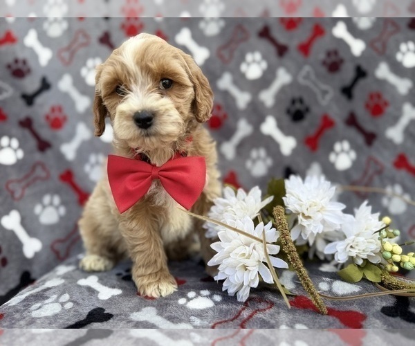 Medium Photo #3 Cock-A-Poo Puppy For Sale in LAKELAND, FL, USA