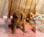 Small #3 Labrador Retriever