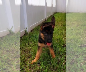 German Shepherd Dog Puppy for sale in JACKSONVILLE, FL, USA