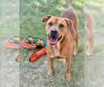Small #1 Rhodesian Ridgeback Mix