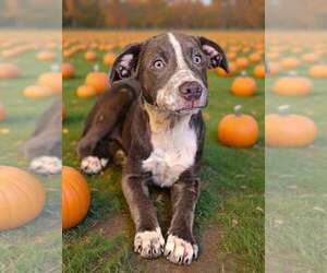 Frannie 26/740 - Female Catahoula Leopard Dog-Unknown Mix Dog for Adoption - Photo #2