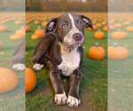 Small Photo #2 Catahoula Leopard Dog-Unknown Mix Puppy For Sale in Talladega, AL, USA