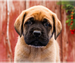 Small Photo #51 Mastiff Puppy For Sale in WAKARUSA, IN, USA