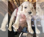 Small Photo #12 English Cream Golden Retriever Puppy For Sale in VACAVILLE, CA, USA