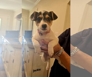 American Pit Bull Terrier-Jack Russell Terrier Mix Dogs for adoption in Oakhurst, NJ, USA