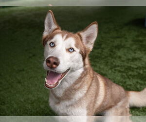 Siberian Husky Dogs for adoption in Pasadena, CA, USA