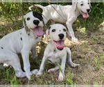 Small Photo #14 Dalmatian Puppy For Sale in MERRITT IS, FL, USA