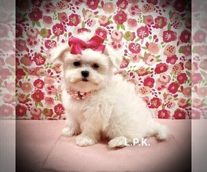 Maltese Puppy for sale in WINNSBORO, LA, USA