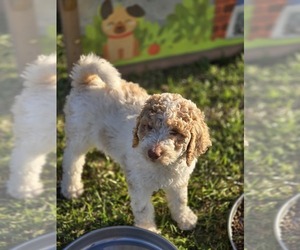 Poodle (Standard) Litter for sale in CONROE, TX, USA