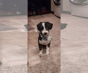 Poodle (Miniature) Dogs for adoption in Sioux Falls, SD, USA