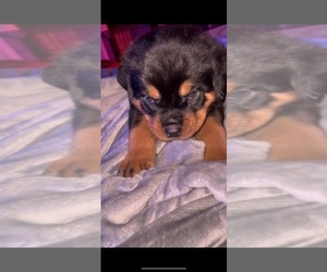 Rottweiler Puppy for sale in TEMECULA, CA, USA