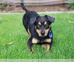 Small Photo #3 Doxle Puppy For Sale in Victorville, CA, USA