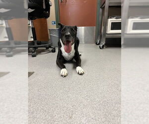 Labrador Retriever-Unknown Mix Dogs for adoption in Rancho Cucamonga, CA, USA