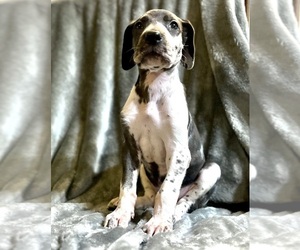 Great Dane Dogs for adoption in BIG CANOE, GA, USA