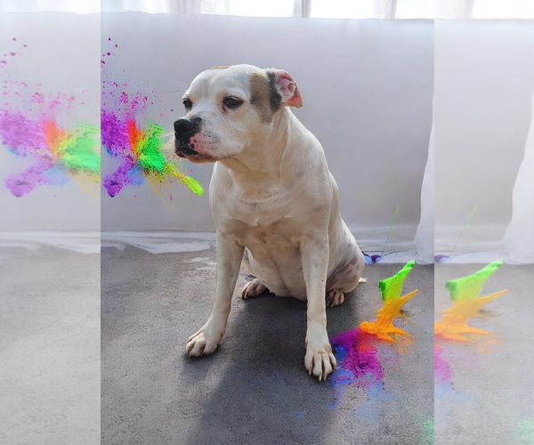 Medium Photo #39 Bullboxer Pit Puppy For Sale in McKinney, TX, USA