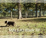 Small Photo #14 Australian Shepherd Puppy For Sale in CLARKSVILLE, TX, USA