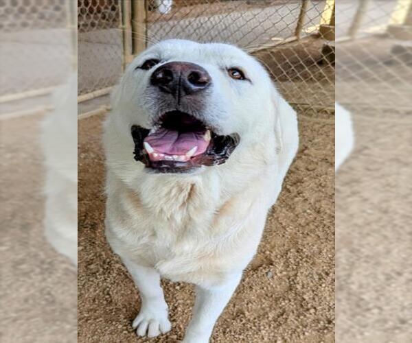 Medium Photo #2 Great Pyrenees-Unknown Mix Puppy For Sale in Plano, TX, USA
