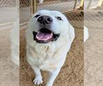 Small #1 Great Pyrenees Mix