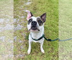 Small Photo #4 Boston Terrier-Unknown Mix Puppy For Sale in Hilton Head, SC, USA