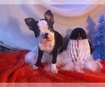 Puppy Coast Boston Terrier