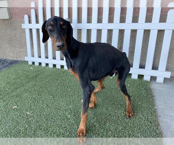 Medium Photo #1 Doberman Pinscher Puppy For Sale in Modesto, CA, USA