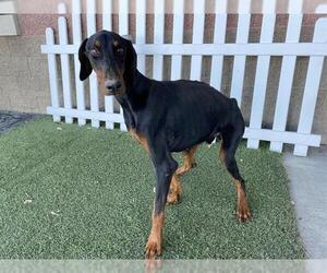 Doberman Pinscher Dogs for adoption in Modesto, CA, USA