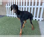 Small Doberman Pinscher