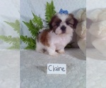 Small Photo #5 Shih Tzu Puppy For Sale in SUGARCREEK, OH, USA