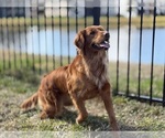 Small Photo #1 Golden Retriever Puppy For Sale in WESLEY CHAPEL, FL, USA