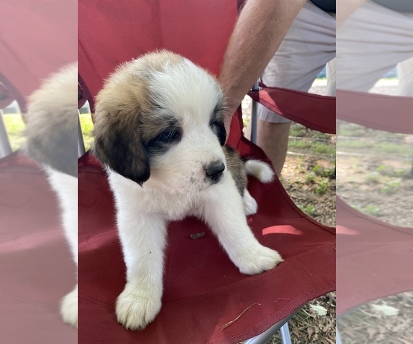 Medium Photo #1 Saint Bernard Puppy For Sale in MOCKSVILLE, NC, USA