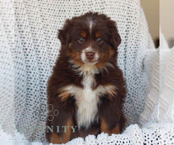 Medium Photo #1 Miniature Australian Shepherd Puppy For Sale in NEW HOLLAND, PA, USA