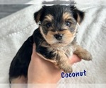 Small Photo #2 Yorkshire Terrier Puppy For Sale in FONTANA, CA, USA