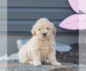 Goldendoodle (Miniature) Puppy for sale in MANHEIM, PA, USA