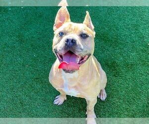 French Bulldog-Staffordshire Bull Terrier Mix Dogs for adoption in Orange, CA, USA
