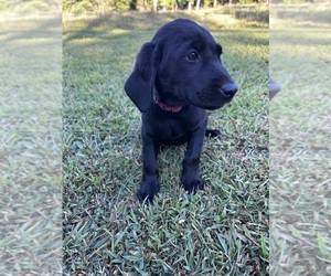 Labrador Retriever Puppy for Sale in AMHERST, Virginia USA