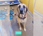 Small Photo #3 Mastiff Puppy For Sale in Richmond, IN, USA