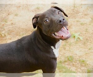 Labrador Retriever-Unknown Mix Dogs for adoption in Tallahassee, FL, USA