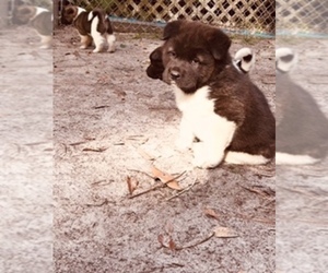 Akita Puppy for sale in INGLIS, FL, USA