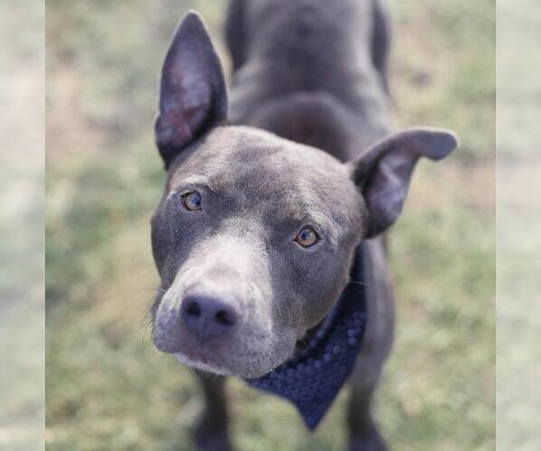 Medium Photo #1 American Staffordshire Terrier-Unknown Mix Puppy For Sale in San Antonio, TX, USA