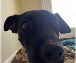 Small American Pit Bull Terrier