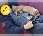 Small #4 American Pit Bull Terrier-Bulldog Mix