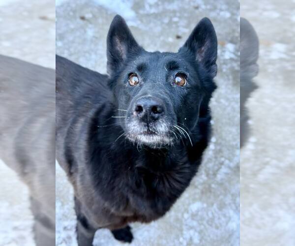 Medium Photo #4 German Shepherd Dog-Unknown Mix Puppy For Sale in Crete, IL, USA