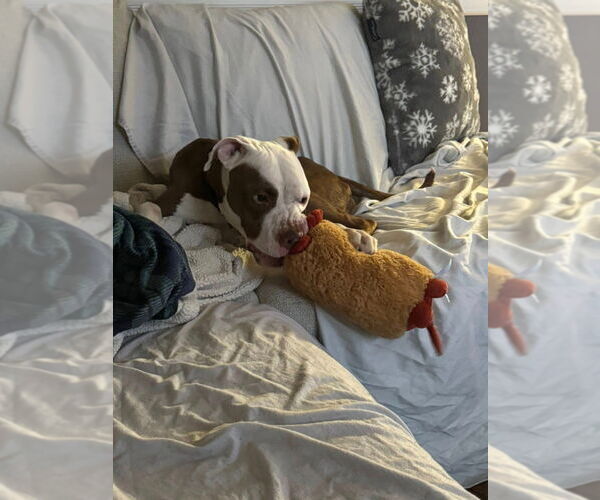 Medium Photo #2 American Staffordshire Terrier Puppy For Sale in Sayreville, NJ, NJ, USA