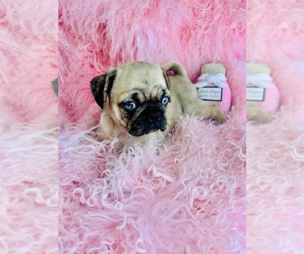 Medium Photo #3 Pug Puppy For Sale in PEMBROKE PINES, FL, USA