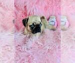 Small #2 Pug