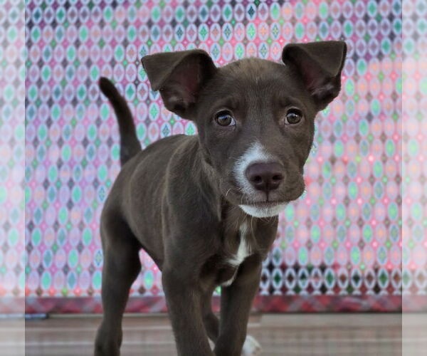 Medium Photo #12 Shepradors Puppy For Sale in Lakewood, CO, USA