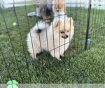 Puppy Puppy 2 Pomeranian