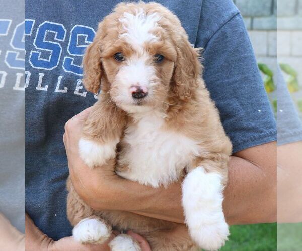 Medium Photo #5 Goldendoodle Puppy For Sale in NARVON, PA, USA