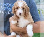 Small #4 Goldendoodle