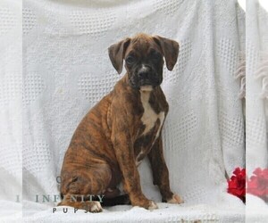 Boxer Puppy for sale in RISING SUN, MD, USA